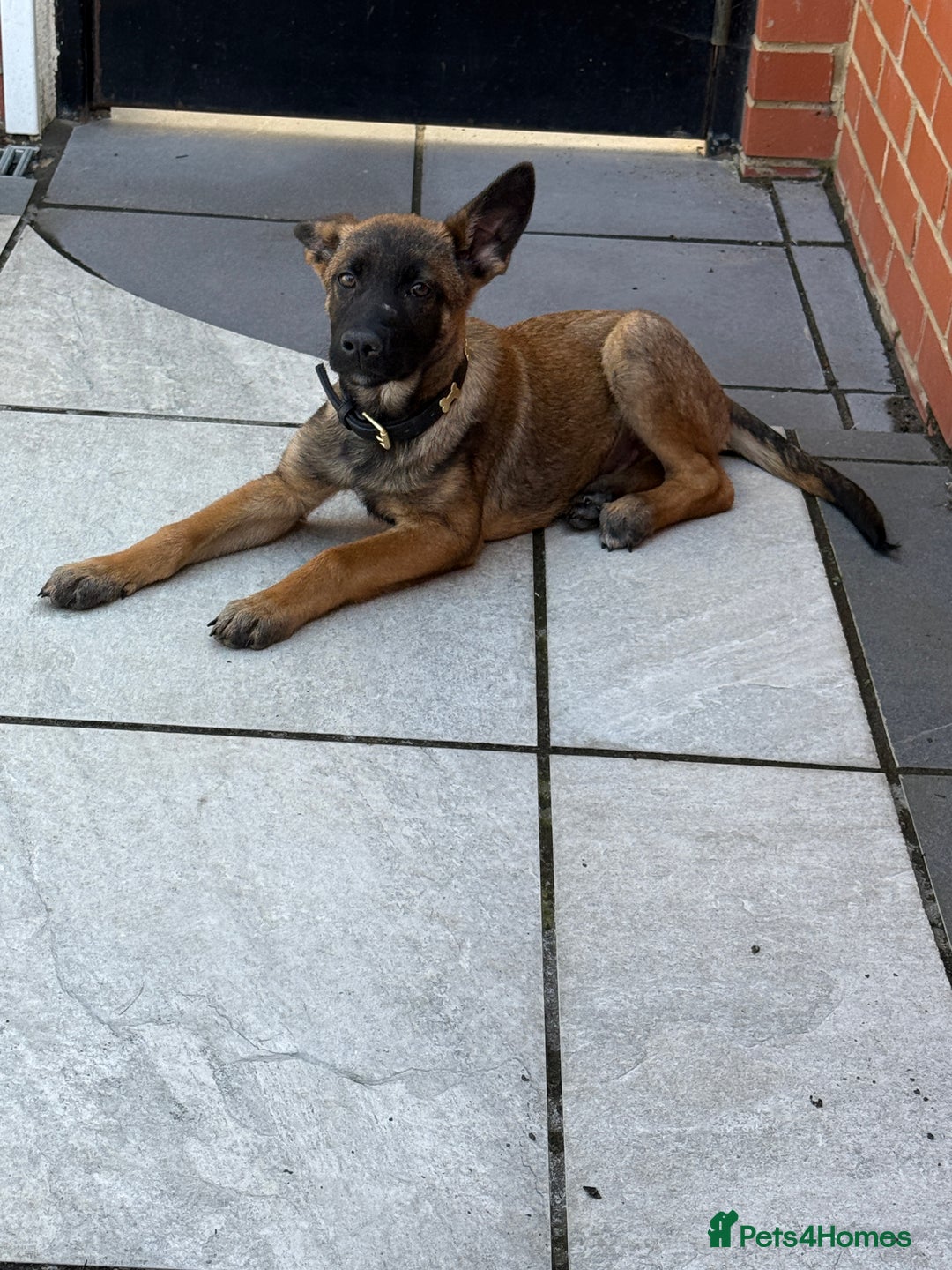 German Shepherd dogs for sale: BRUNO ~ STUNNING GERMAN SHEPHERD PUPPY - Image 2
