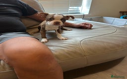 Boston Terrier dogs for sale: Beautiful KC Boston Terriers - Image 20