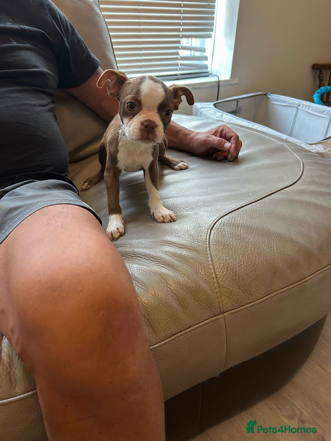 Boston Terrier dogs for sale: Beautiful KC Boston Terriers - Image 20