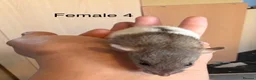 Rat rodents for sale: Mixed sex dwarf Dumbo Rats - Advert 22