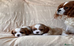 Cavalier King Charles Spaniel dogs for sale: Gorgeous Cavalier King Charles Puppies  - Image 22