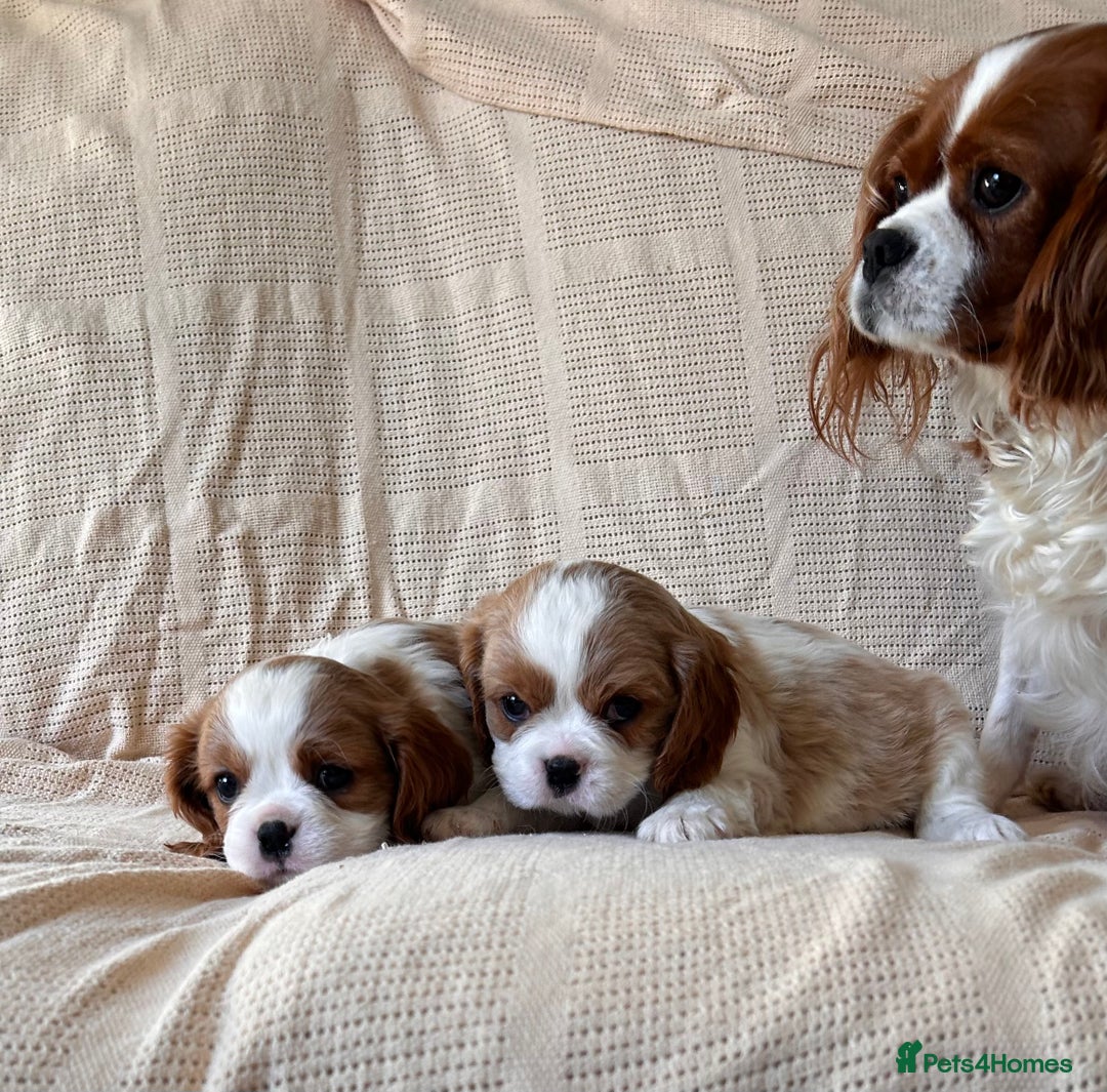 Cavalier King Charles Spaniel dogs for sale: Gorgeous Cavalier King Charles Puppies  - Image 22