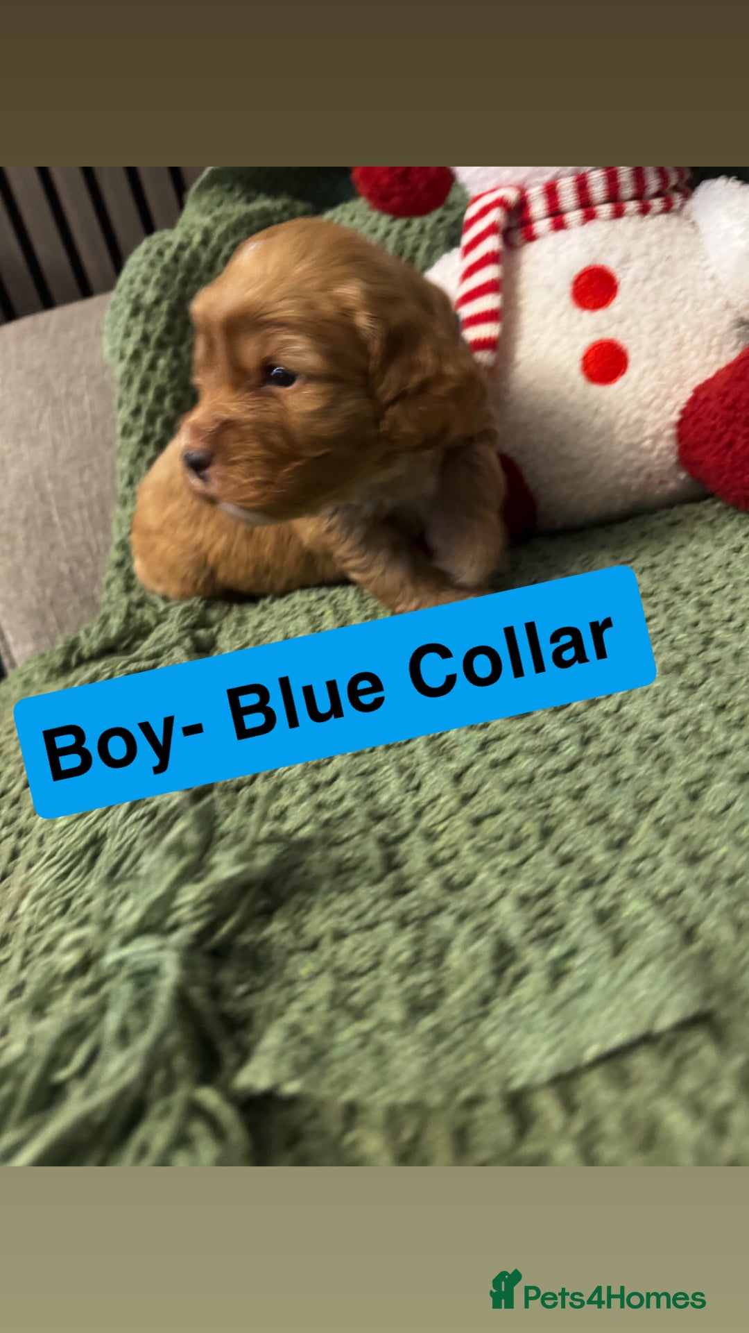 Cockapoo dogs for sale: F2 Cockapoo pups - Advert 30