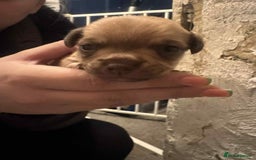 Chihuahua dogs for sale: Chihuahua girl pups  - Image 6