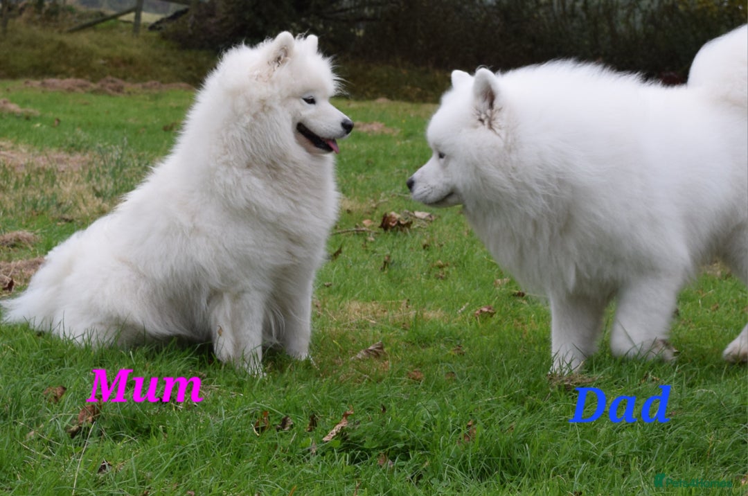 Samoyed dogs for sale: Puppy Waiting List Open for Top Quality KC Sammies - Image 16