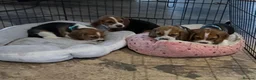 Beagle dogs for sale: Beagle ( foot beagles ) - Advert 7