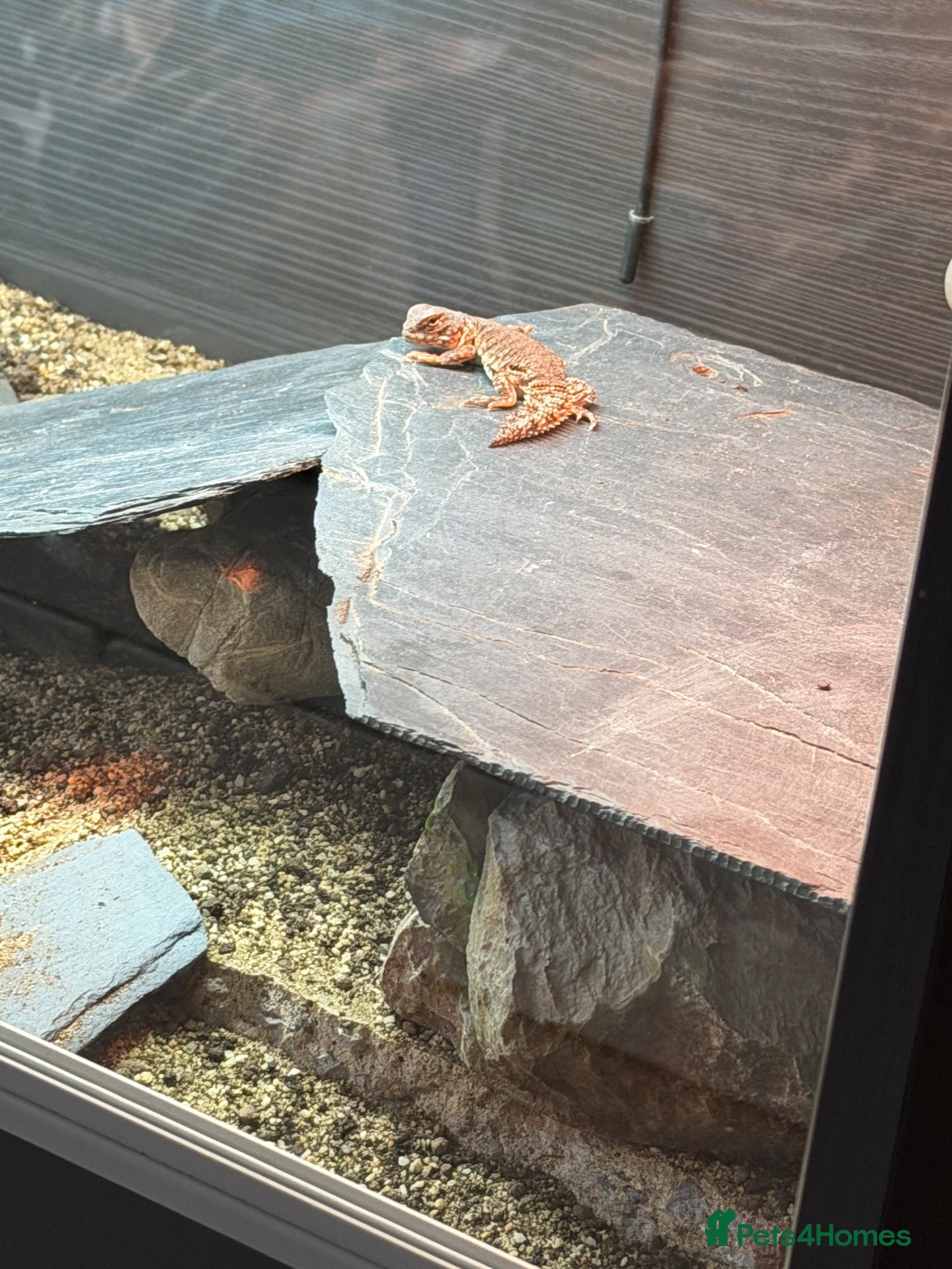 Mixed Breed reptiles Beautiful Young Moroccan Uromastyx - Advert 2