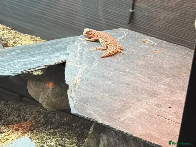 Mixed Breed reptiles for sale: Beautiful Young Moroccan Uromastyx - Advert 2