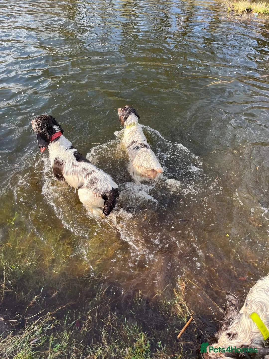 English Springer Spaniel dogs for sale: English Springer spaniel puppy's for sale  - Advert 5