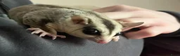 Sugar Glider rodents for sale: 1 male and female sugar gliders-Bonded Pair  - Advert 3