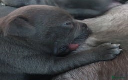 Staffordshire Bull Terrier dogs for sale: Twin large blue staffy boys - Image 8