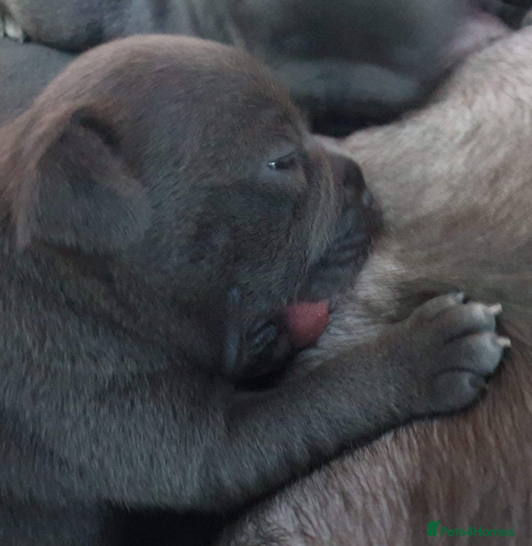 Staffordshire Bull Terrier dogs for sale: Twin large blue staffy boys - Image 8