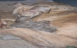 Whippet dogs for sale: ⭐️ Whippet puppies ⭐️ - Image 3