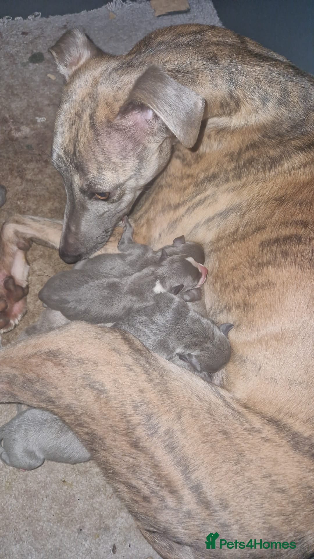 Whippet dogs for sale: ⭐️ Whippet puppies ⭐️ - Image 3