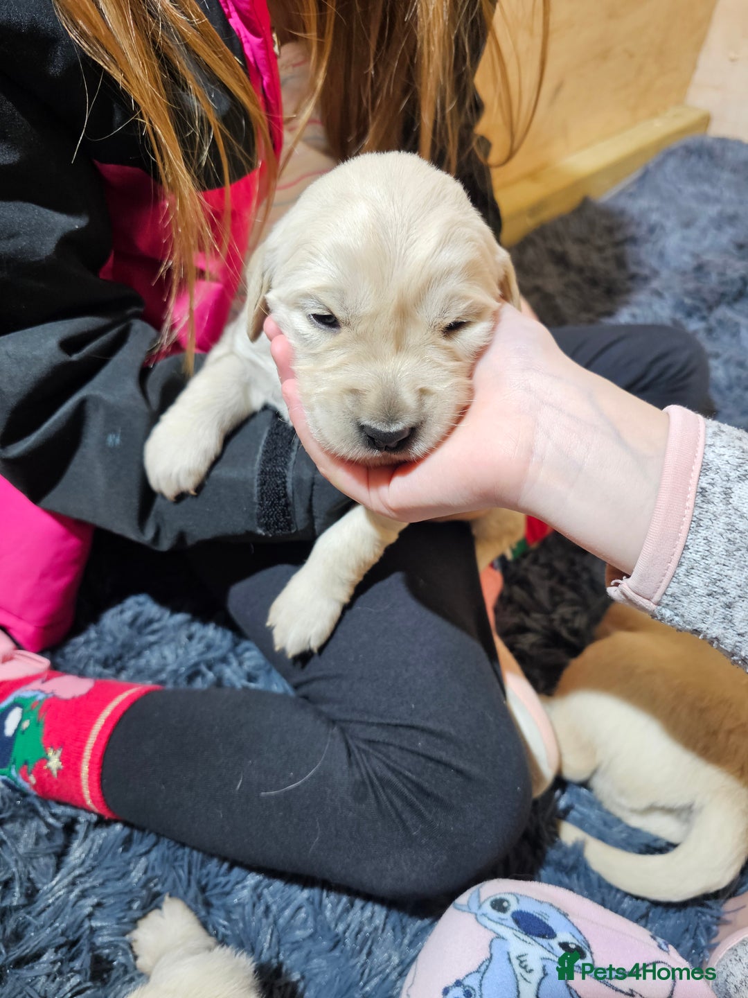 Golden Retriever dogs for sale: Golden retriever puppy for sale in Harrow  London - Advert 4