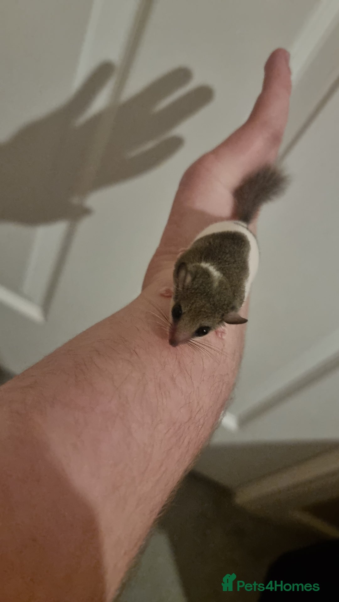 Mouse rodents for sale: Pied African Pygmy Dormice  - Advert 4