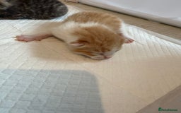 Domestic Shorthair cats for sale: 6 beautiful kittens available November - Image 13