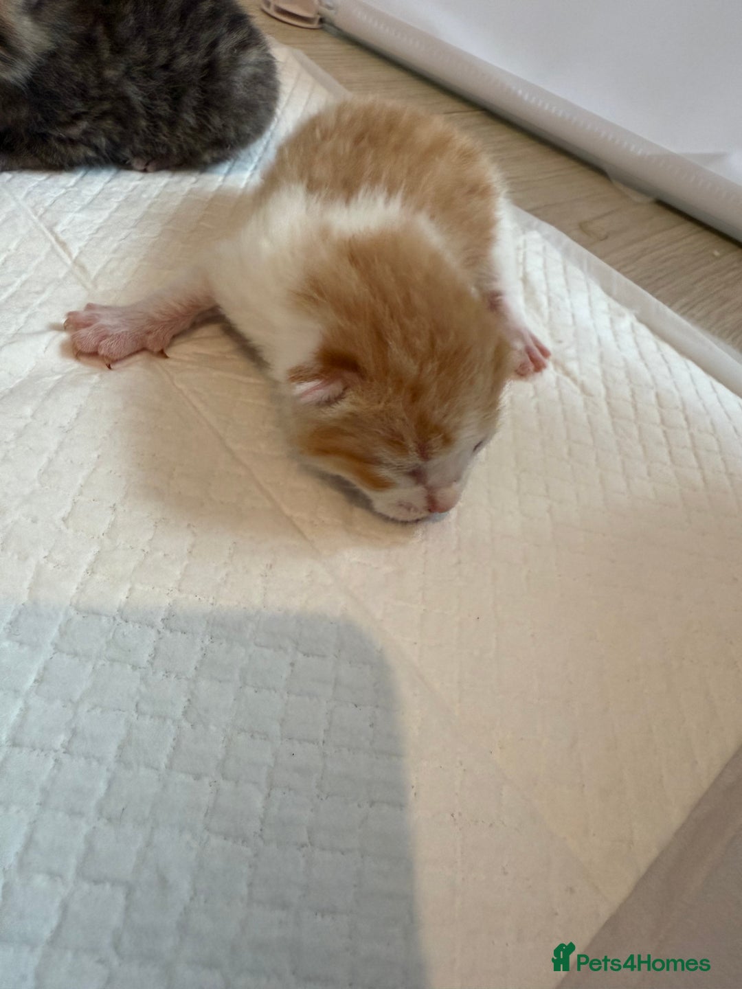 Domestic Shorthair cats for sale: 6 beautiful kittens available November - Image 13