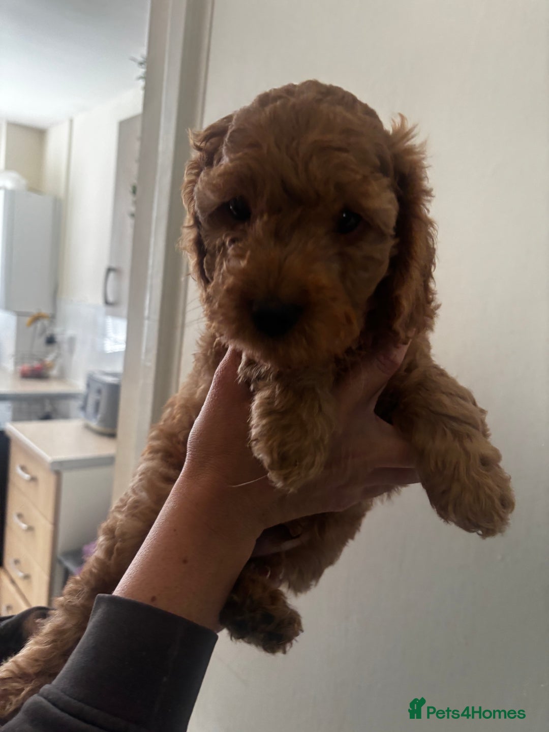 Cockapoo dogs for sale: F2 cockapoo pups  - Image 11