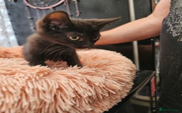 Mixed Breed cats for sale: KITTENS READY TO LEAVE NOW ONLY  1 BLACK GIRL LEFT - Image 10
