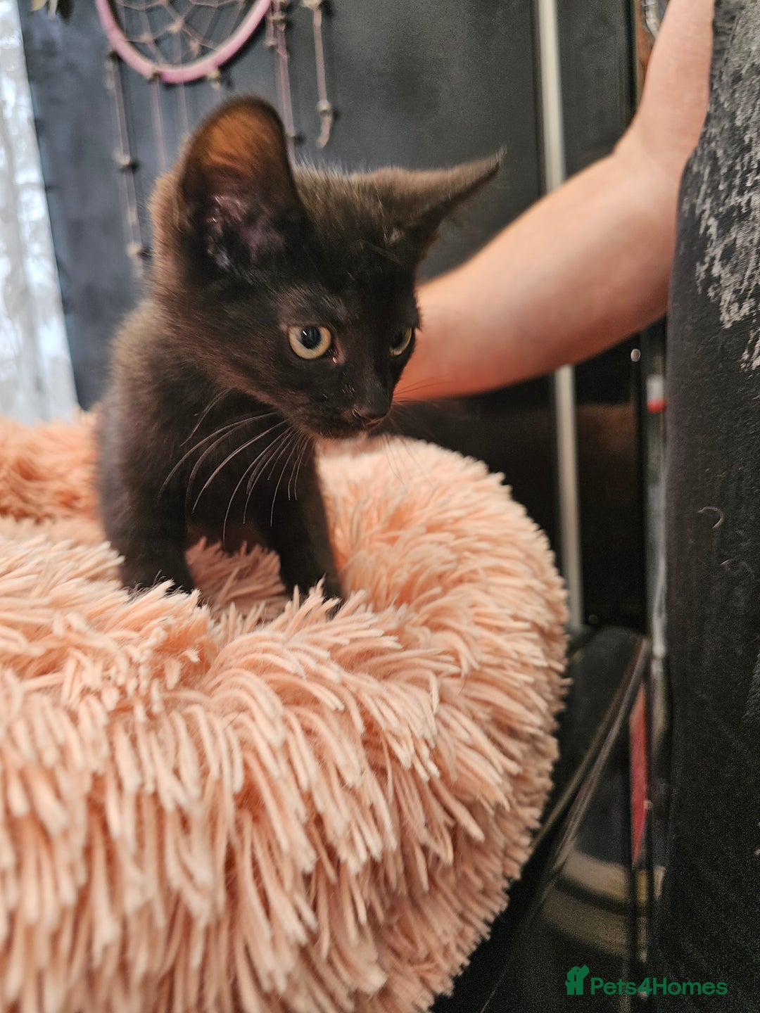 Mixed Breed cats for sale: KITTENS READY TO LEAVE NOW ONLY  1 BLACK GIRL LEFT - Image 10