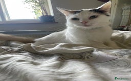 Mixed Breed cats for sale: Fluffy girl 😸 - Image 1