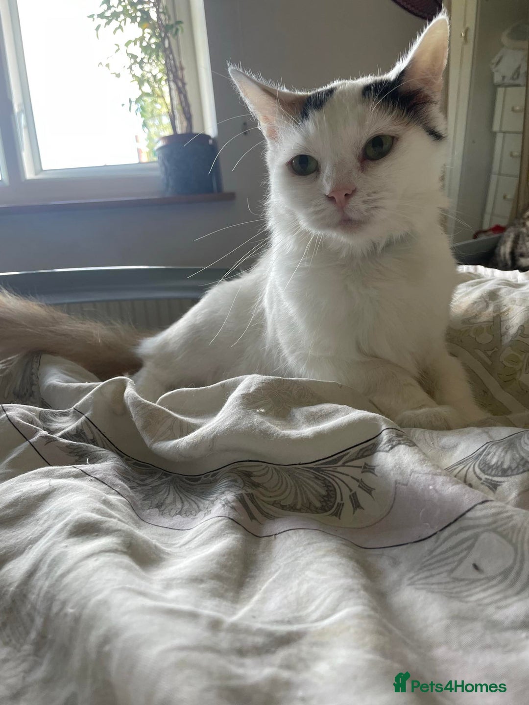 Mixed Breed cats for sale: Fluffy girl 😸 - Image 1