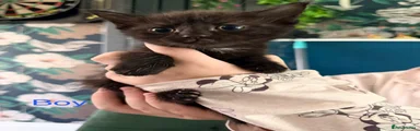 Ragdoll 4
