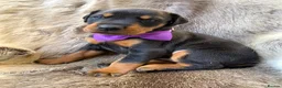 Dobermann dogs for sale: *KC REGISTERED* HEALTH TESTED DOBERMAN PUPPIES* - Advert 9