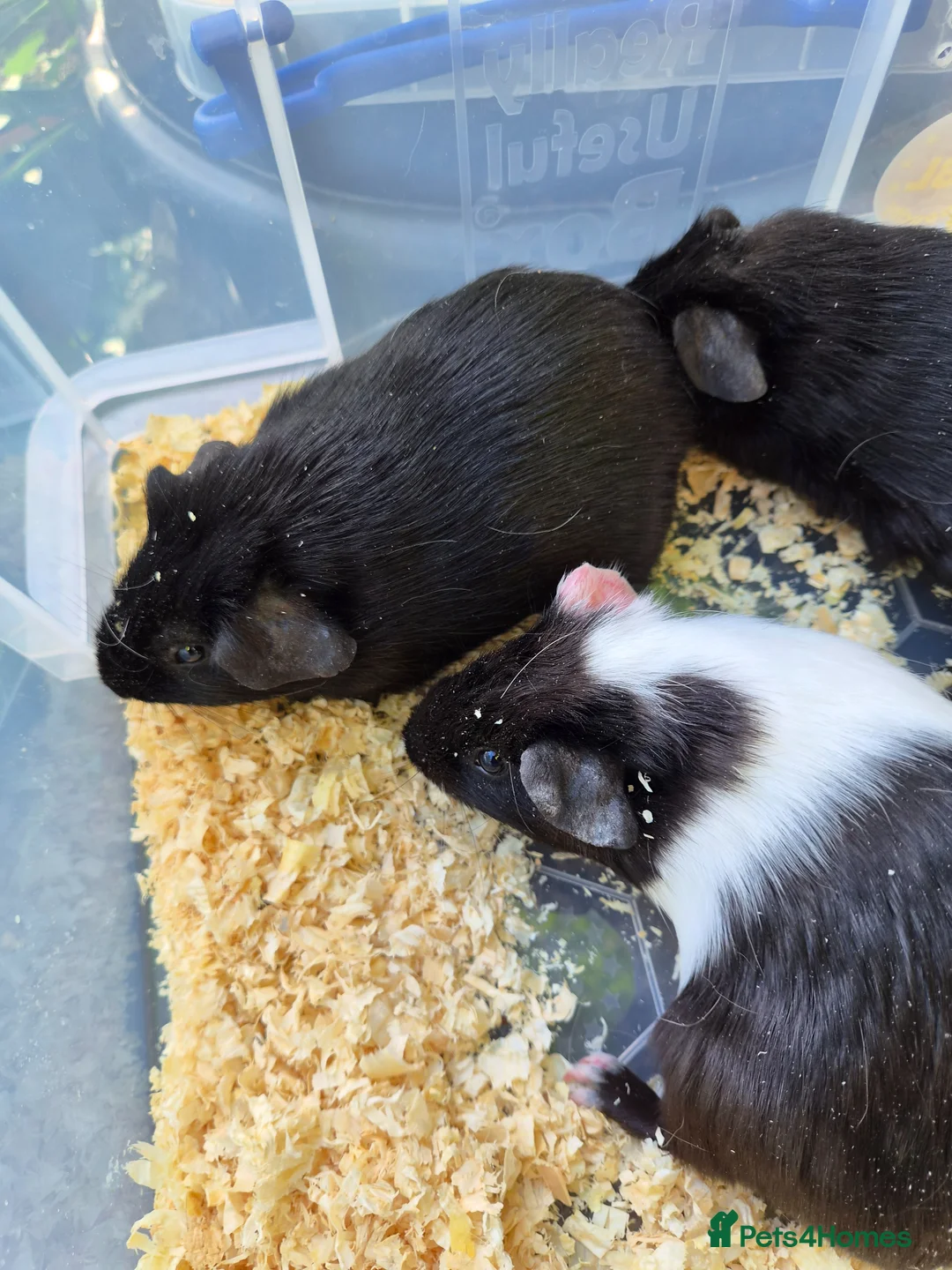 Guinea Pig rodents for sale: 3 baby male guinea pigs for sale £25 each  in Manchester - Advert 2