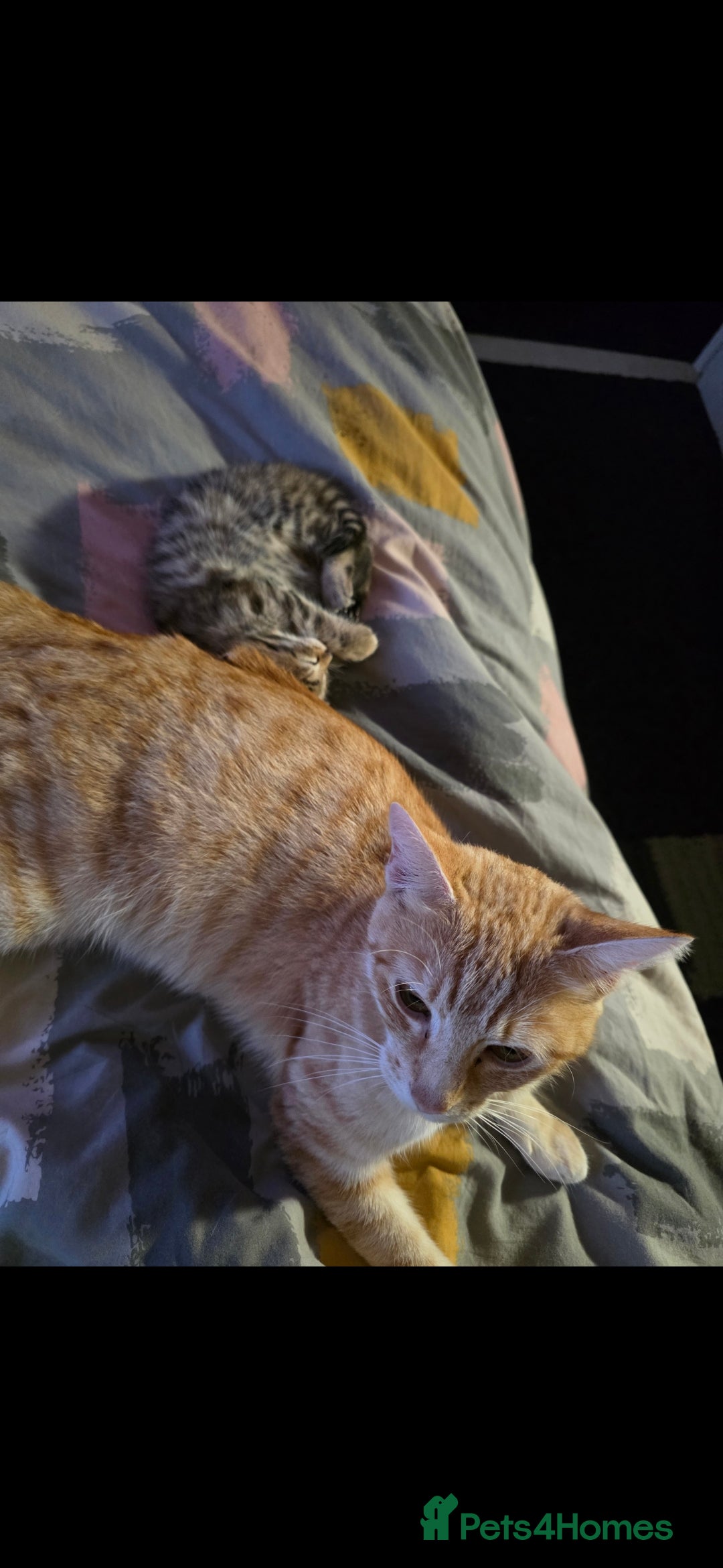Domestic Shorthair cats for sale: 2 female Domestic Short-hair Tabby cats for sale - Image 4