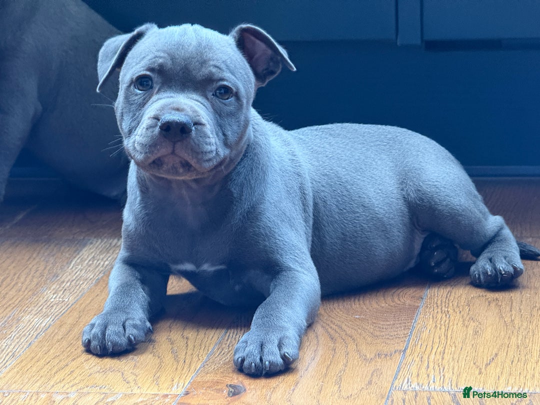 Staffordshire Bull Terrier dogs for sale: 🐾 Beautiful KC Fully Vaccinated Girl Available 🐾 in Peterborough - Image 10