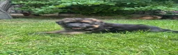 German Shepherd dogs for sale: Stunning GSD working line puppies  - Advert 14