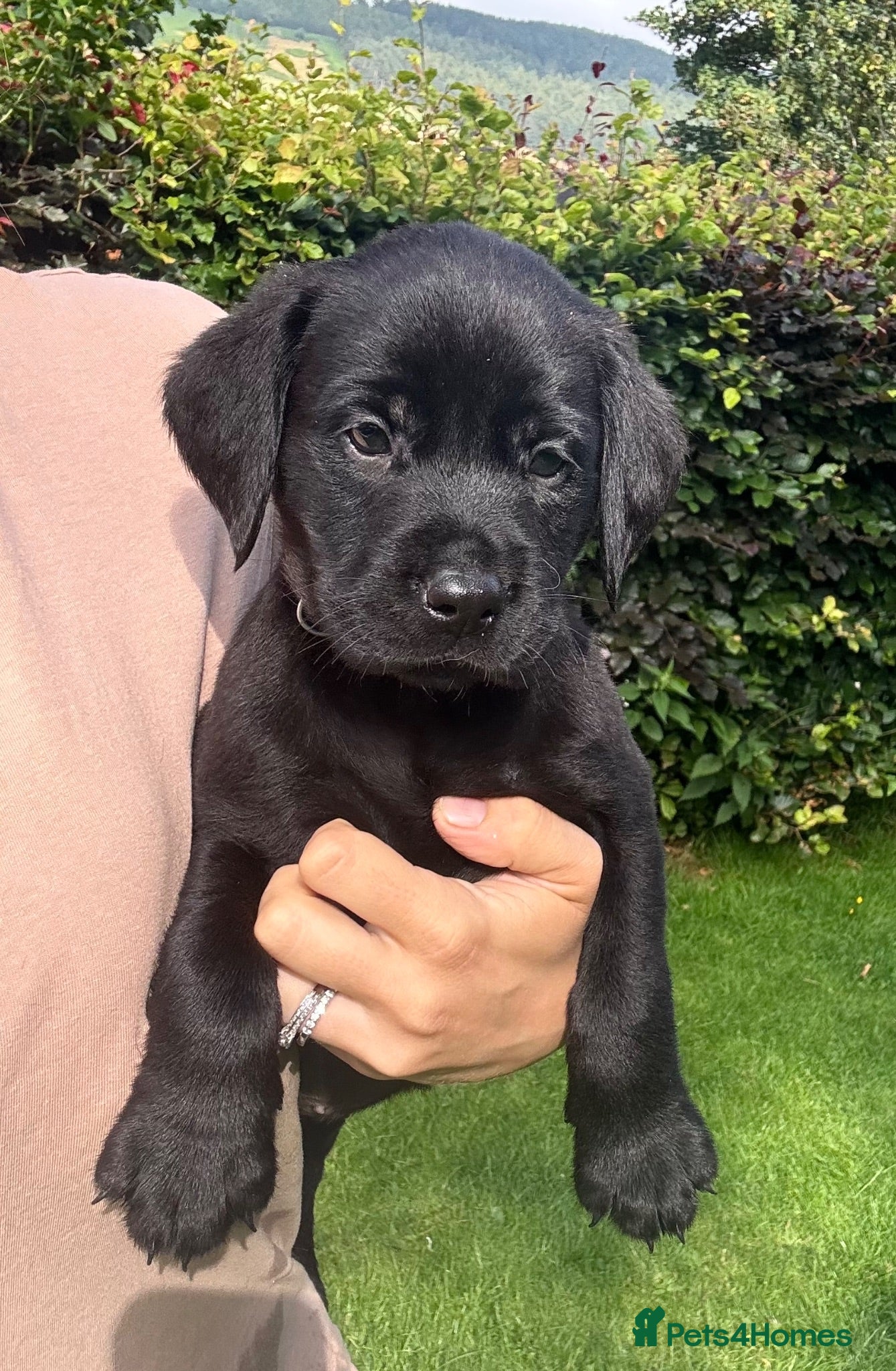 Labrador Retriever dogs FULLY HEALTH TESTED KC LAB PUPS, ready next week! - Advert 1