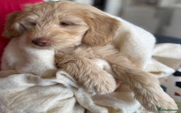 Australian Labradoodle dogs for sale: Genuine Australian Labradoodle (not poodle-lab mix in Wallington - Image 7