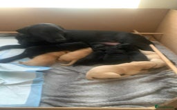 Labrador Retriever dogs for sale: Labrador puppies - Advert 4