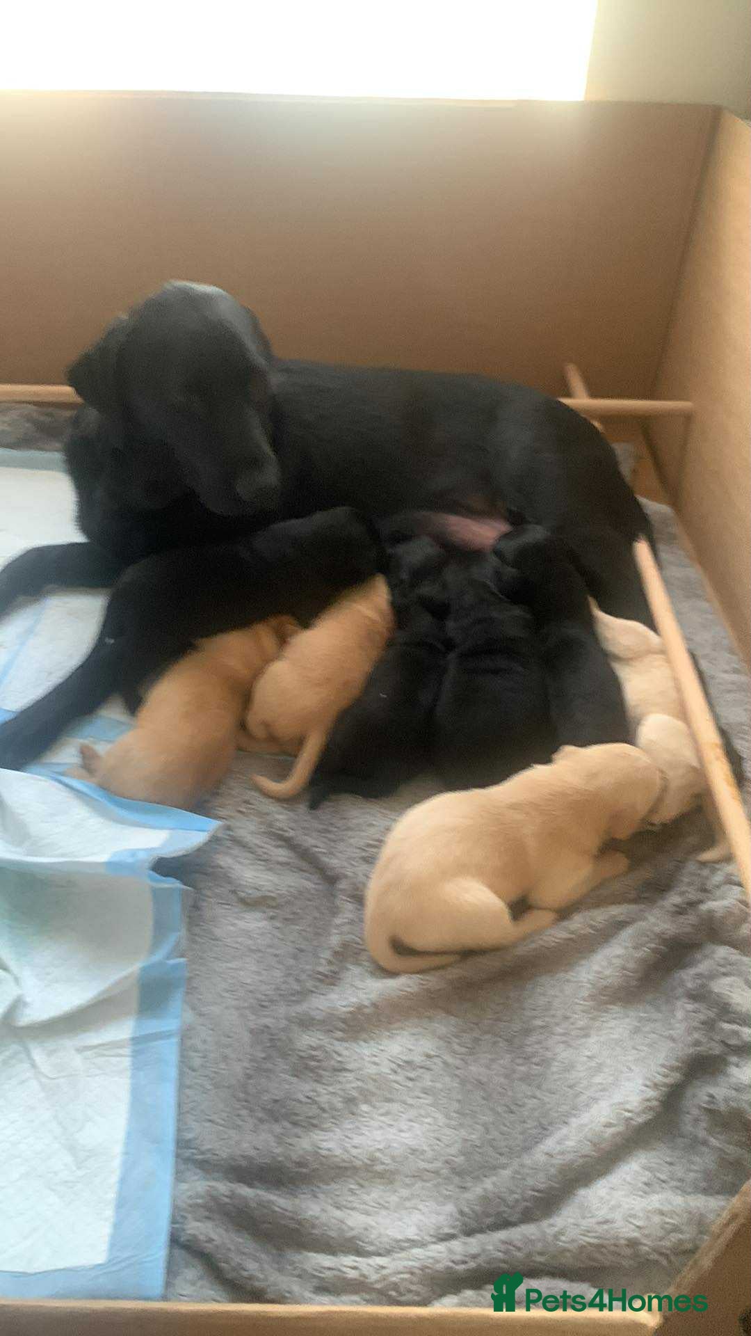 Labrador Retriever dogs for sale: Labrador puppies - Advert 4