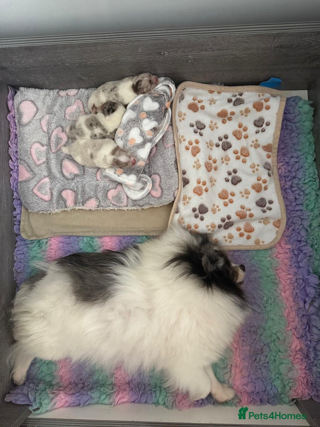 Pomeranian dogs for sale: Beautiful Rare Rainbow Teddy Bears 💎🌈 - Image 5