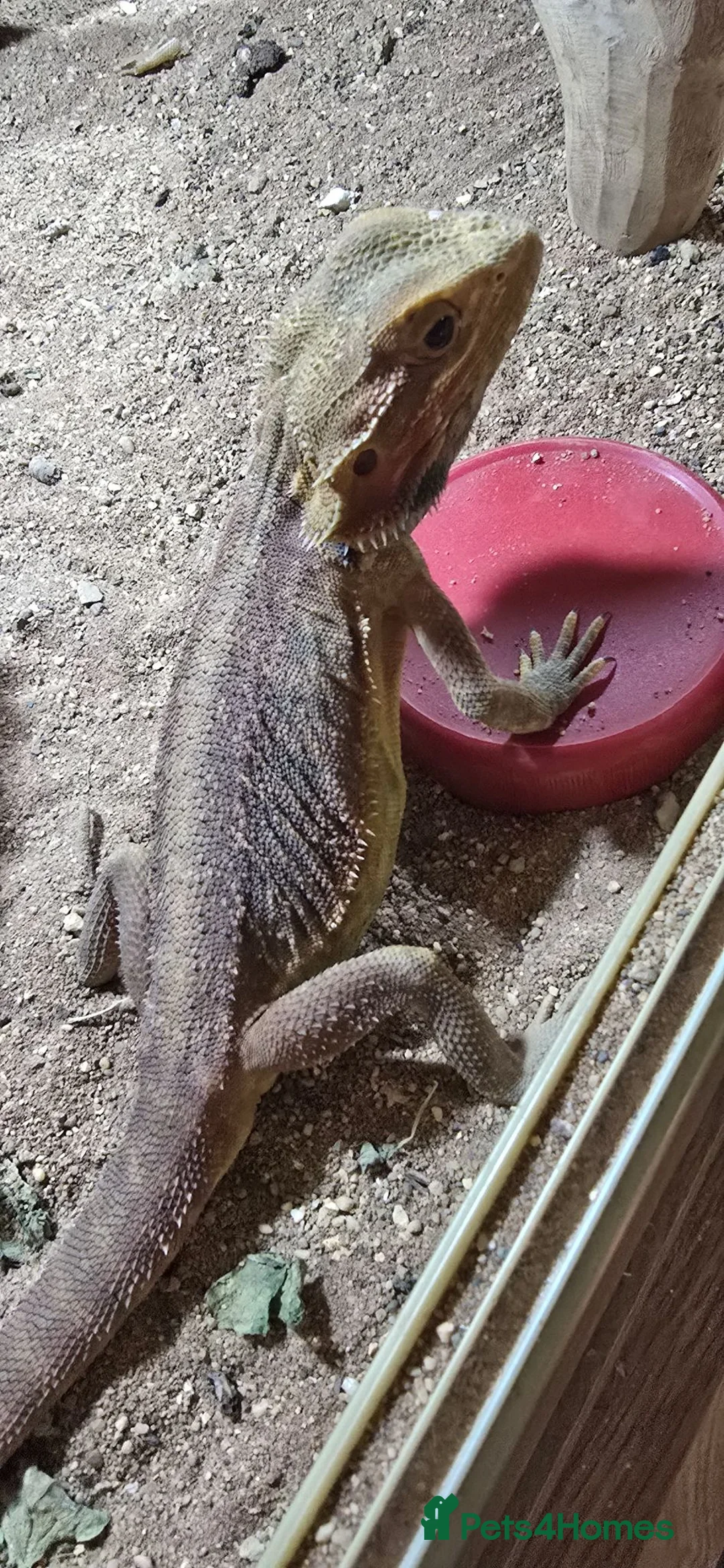 Bearded Dragon reptiles for sale: Red bearded dragon - Advert 1