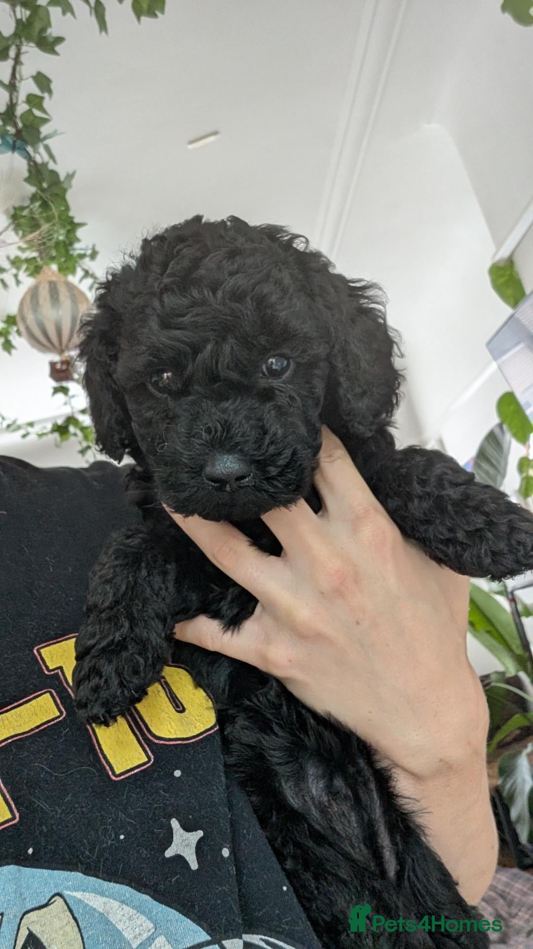 Mixed Breed dogs REDUCED - Moyen poodle puppy  - Advert 1