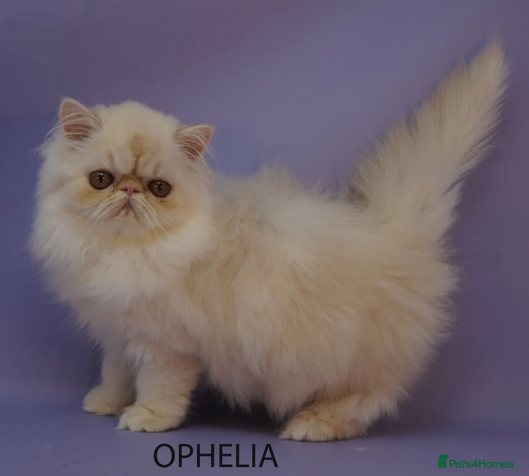 Persian cats for sale: GCCF Registered Persian Kittens – Neutered & Ready - Advert 3