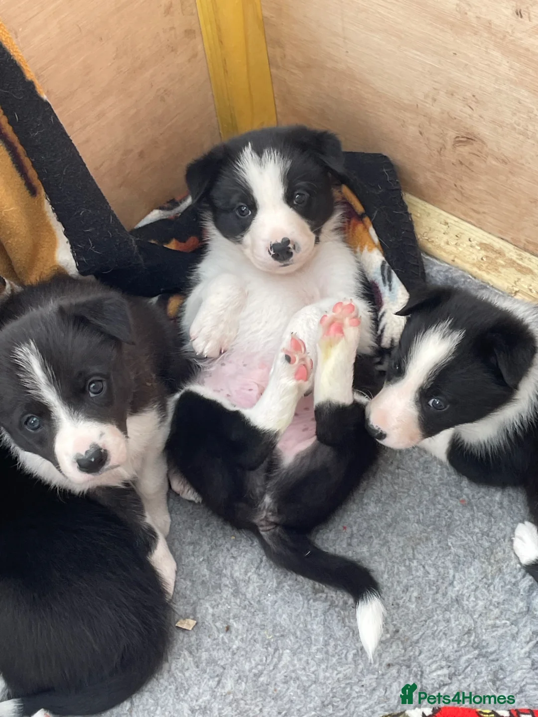 Border Collie dogs for sale: Border collie puppies for sale  in Carlisle - Advert 2