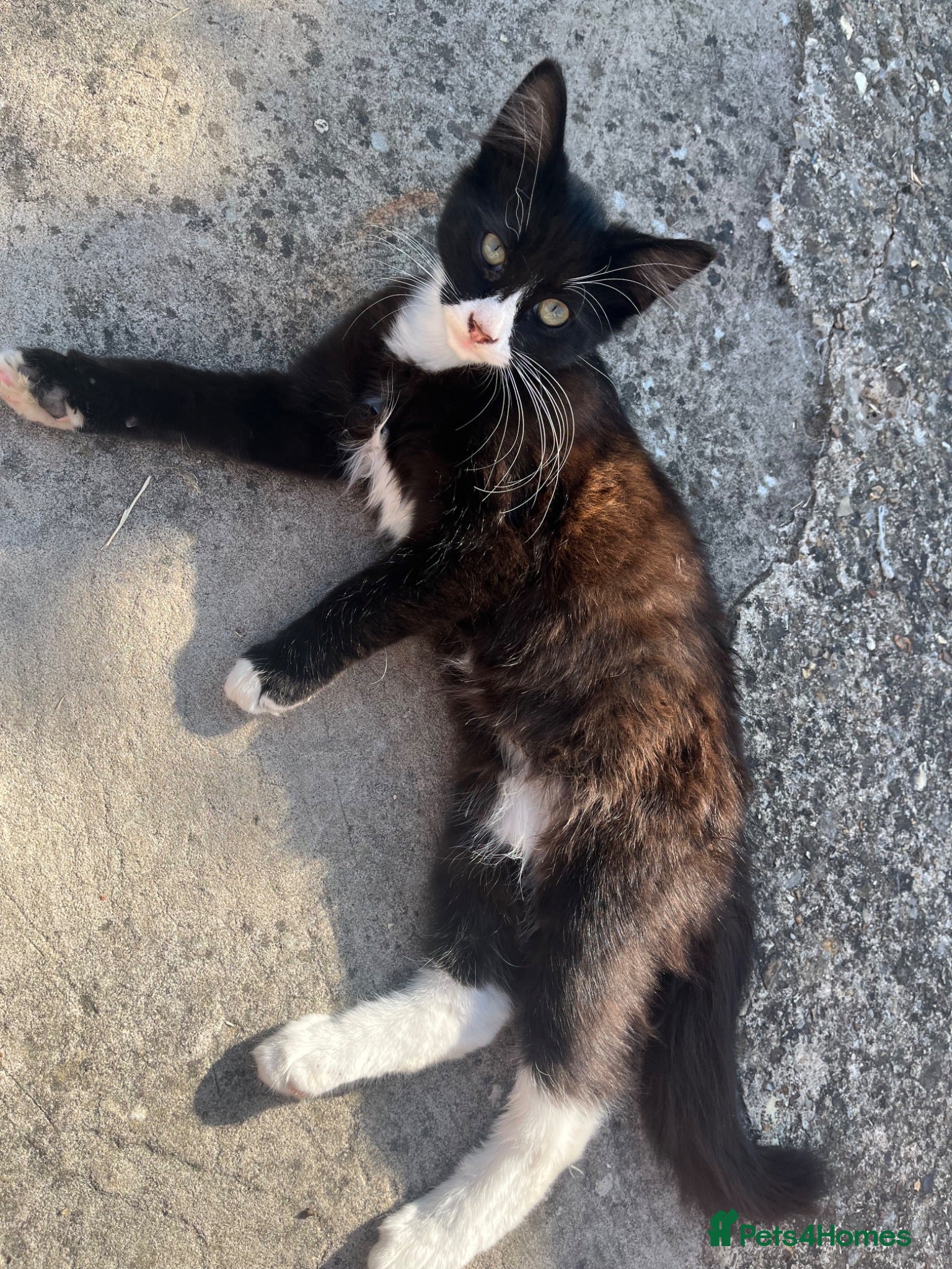 Mixed Breed cats Beautiful cat in need of new home!  - Advert 3