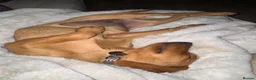 Labrador Retriever dogs for sale: Fox Red Labrador Puppy - Advert 11