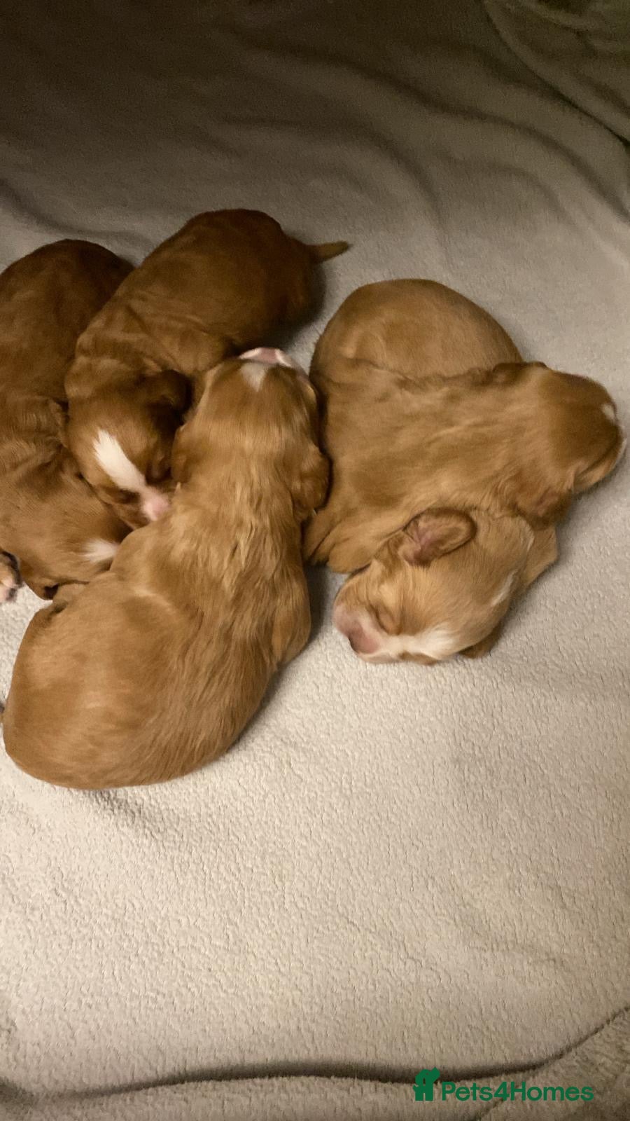 Mixed Breed dogs for sale: Adorable Family Raised Puppies Looking for Homes - Advert 4