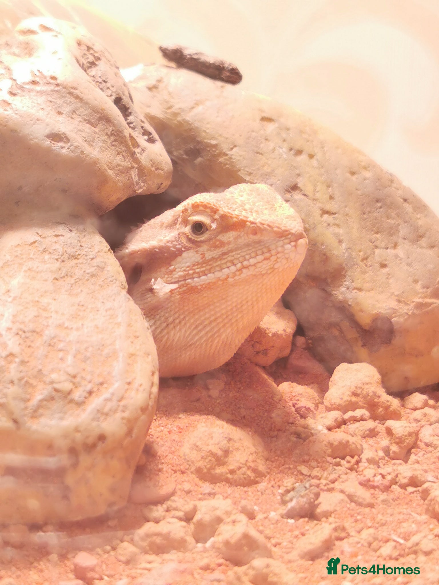 Bearded Dragon reptiles Bearded dragon + glass terrarium - Advert 9