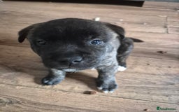 Mixed Breed dogs for sale: American Akita/Bullmastiff cross - Image 9