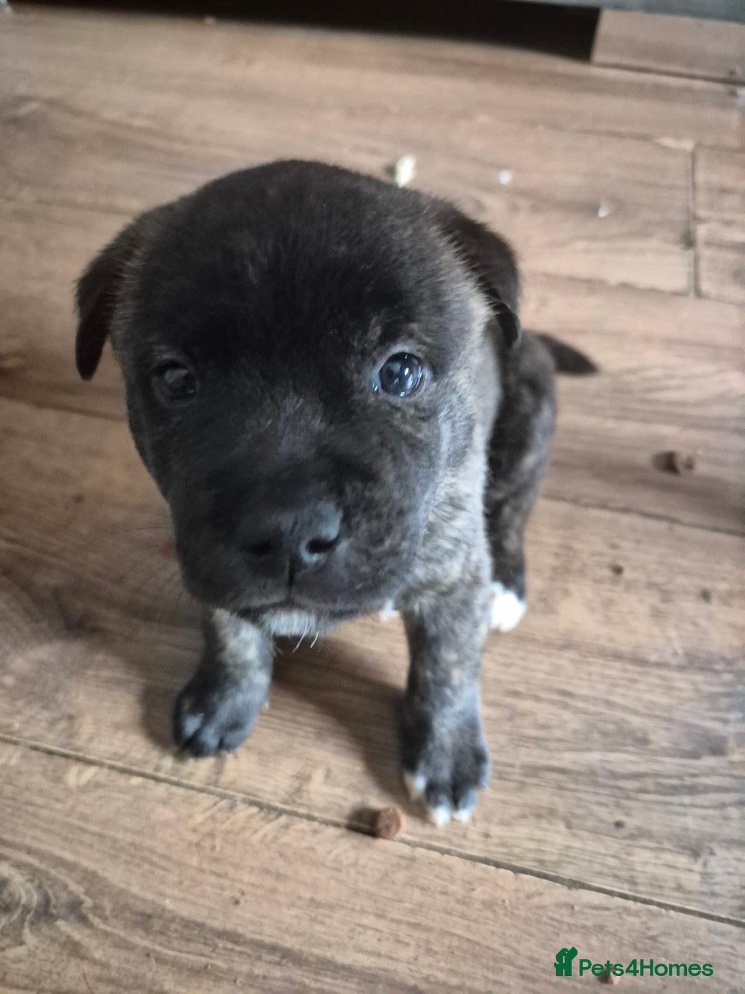 Mixed Breed dogs for sale: American Akita/Bullmastiff cross - Image 9