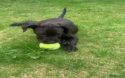 Presa Canario dogs for sale: Presa canario puppies ready now 2 boys 1 girl left - Image 3