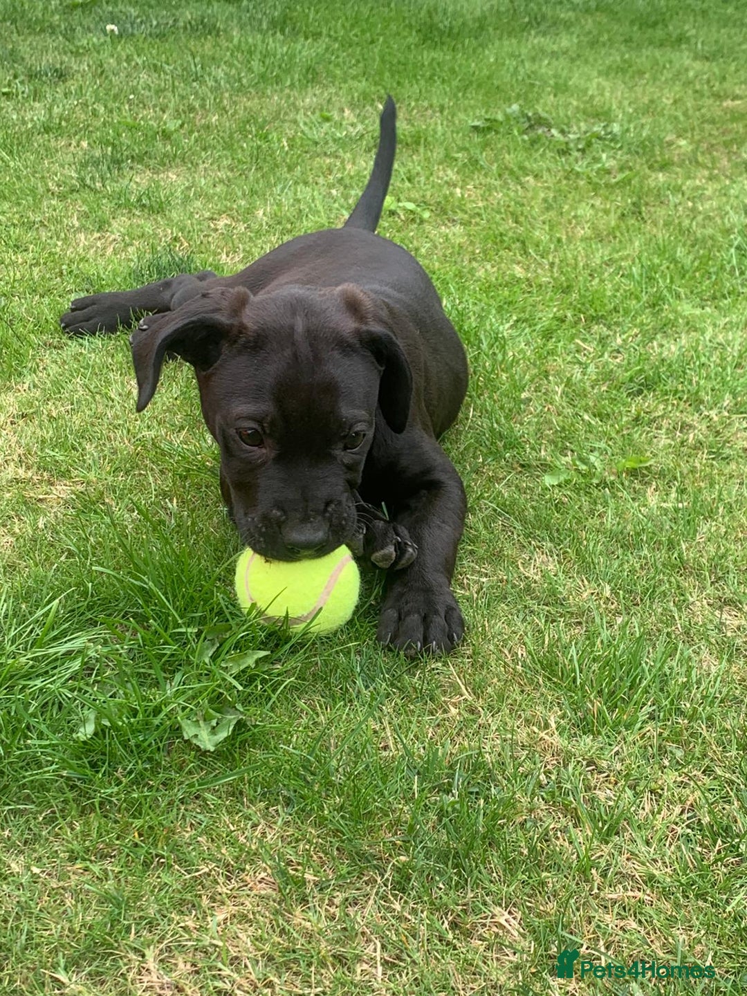 Presa Canario dogs for sale: Presa canario puppies ready now 2 boys 1 girl left - Image 3